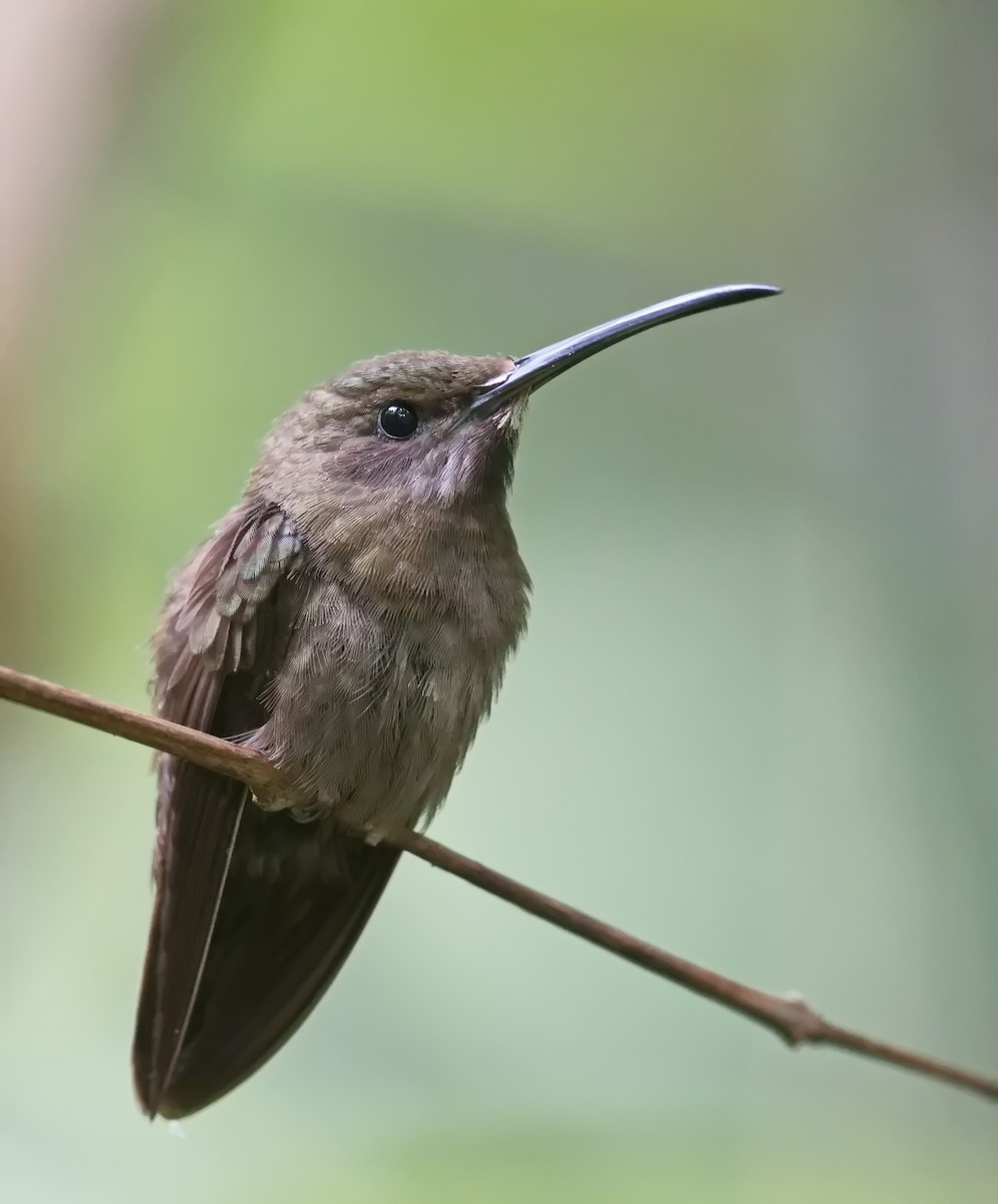 Sooty Barbthroat - ML627855127