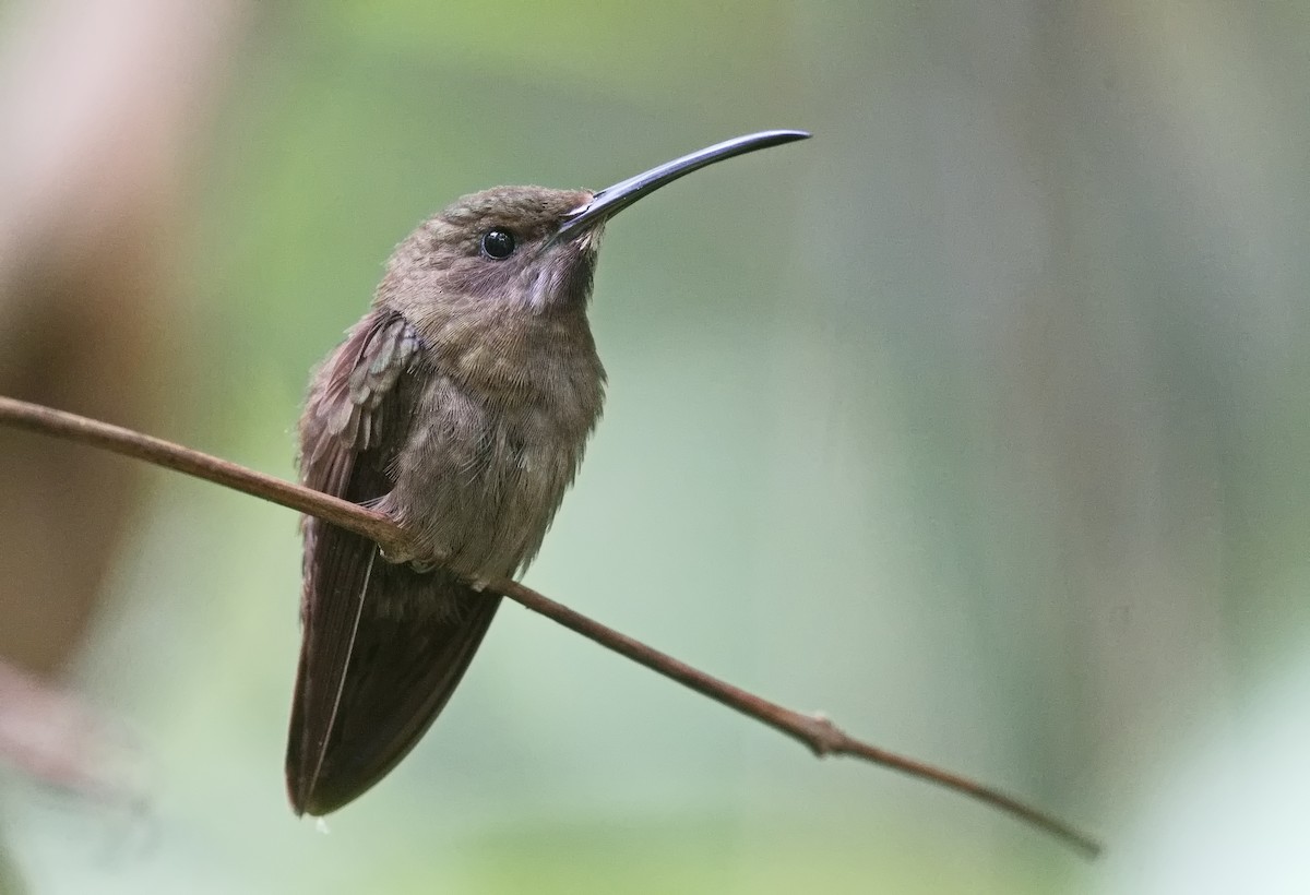 Sooty Barbthroat - ML627855128