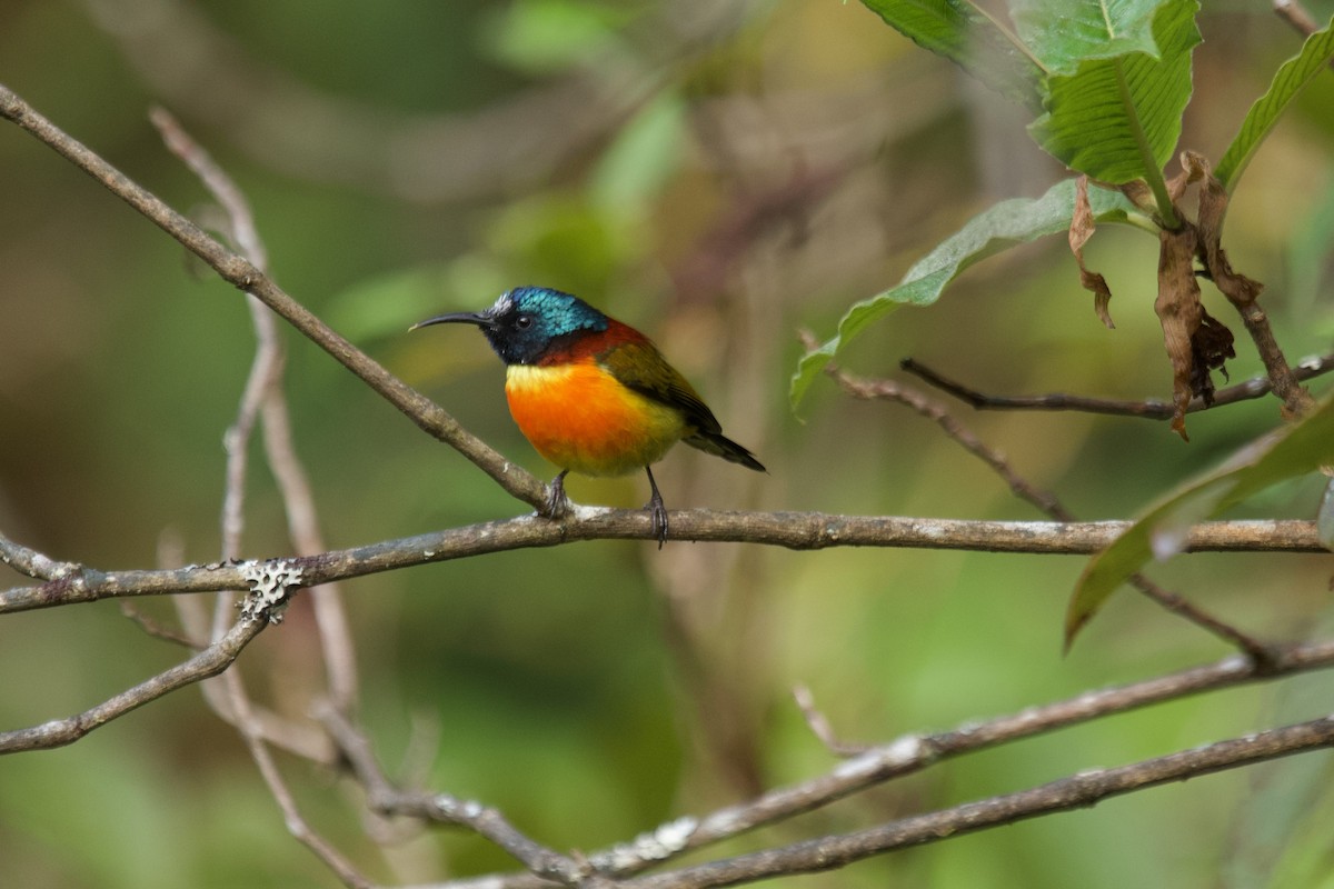 Green-tailed Sunbird (Doi Inthanon) - ML627855160