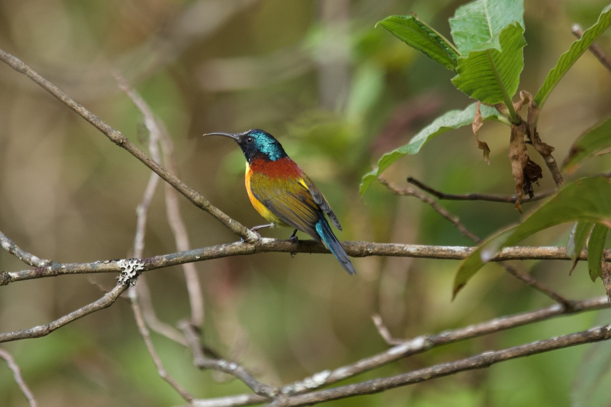 Green-tailed Sunbird (Doi Inthanon) - ML627855161