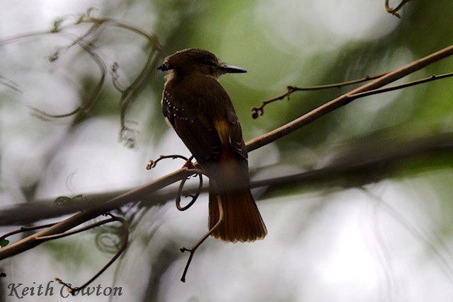 Tropical Royal Flycatcher (Northern) - ML627855187