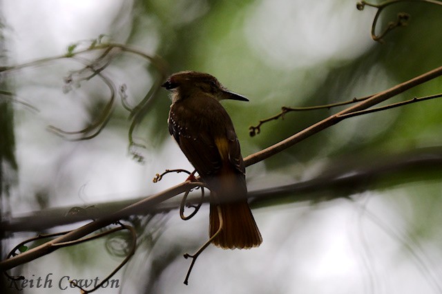 Tropical Royal Flycatcher (Northern) - ML627855188