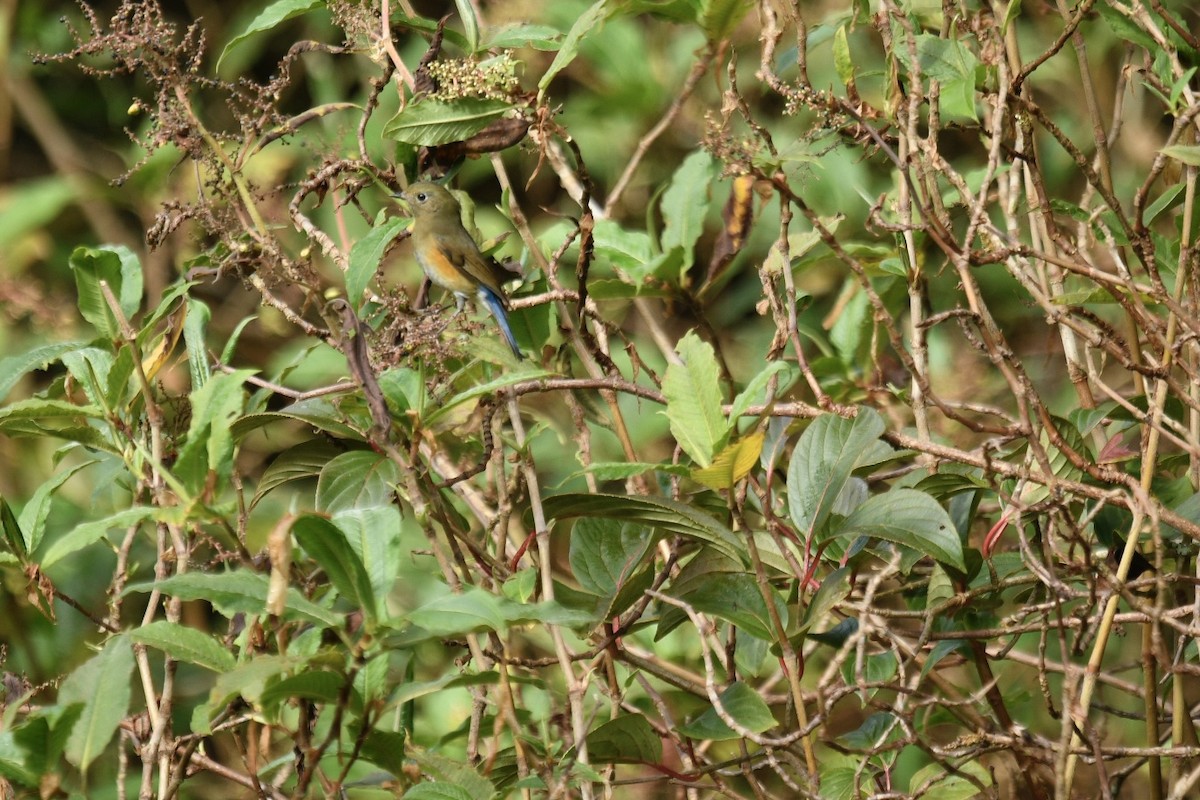 Himalayan Bluetail - ML627855197