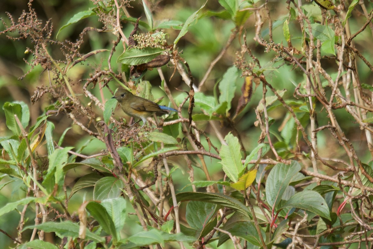 Himalayan Bluetail - ML627855198