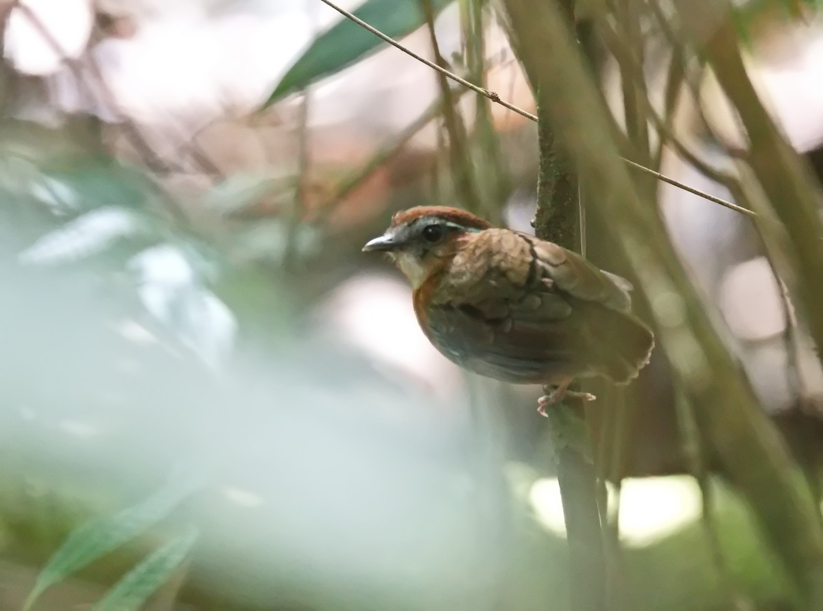 Chestnut-belted Gnateater - ML627855206