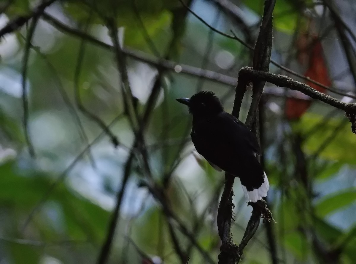 Band-tailed Antshrike - ML627855223