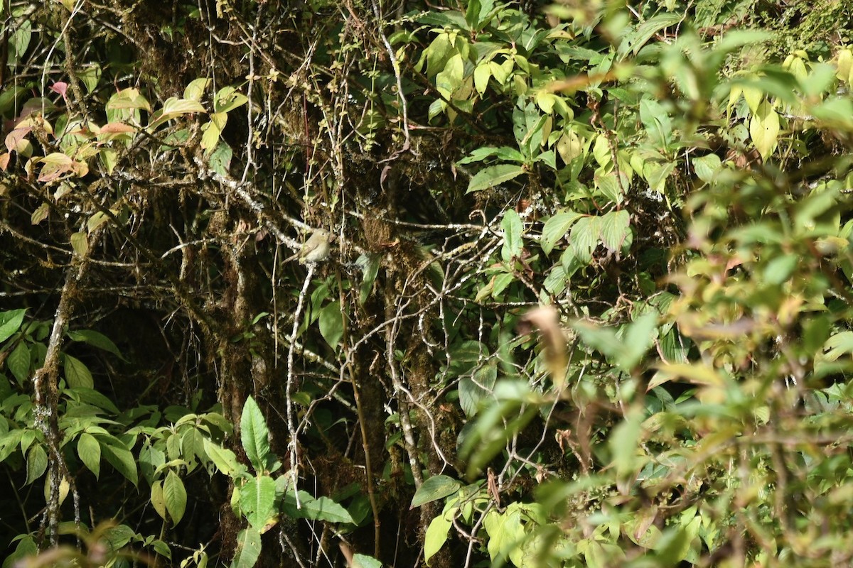 Slaty-backed Flycatcher - ML627855231