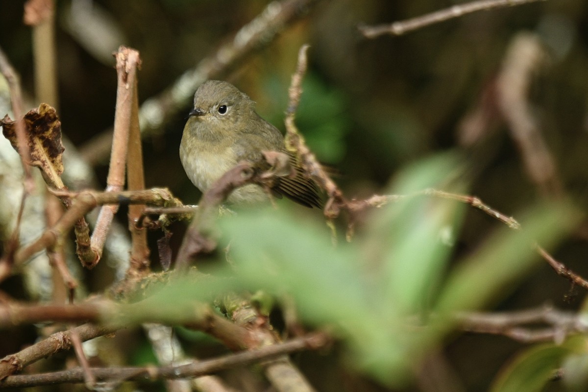 Slaty-backed Flycatcher - ML627855232