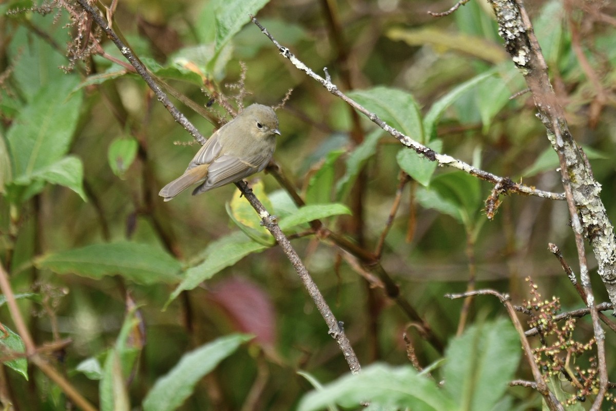 Slaty-backed Flycatcher - ML627855233