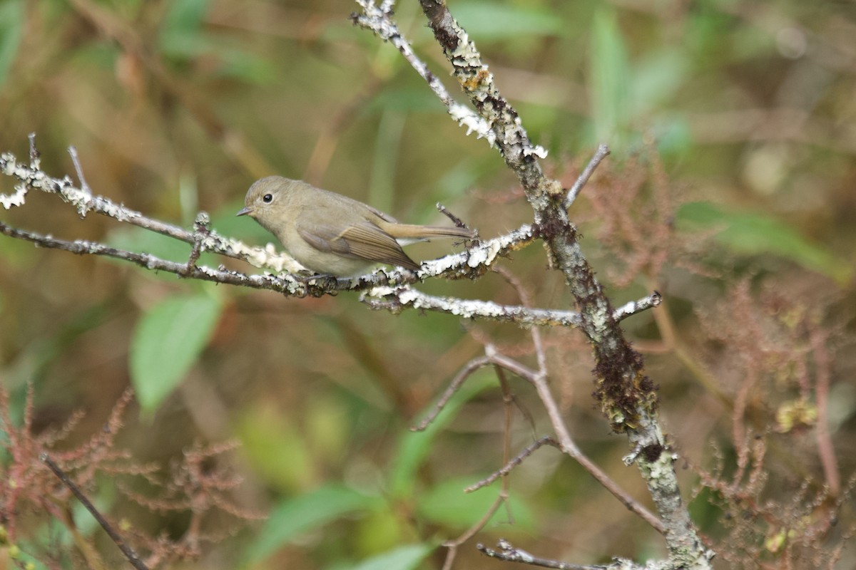 Slaty-backed Flycatcher - ML627855234