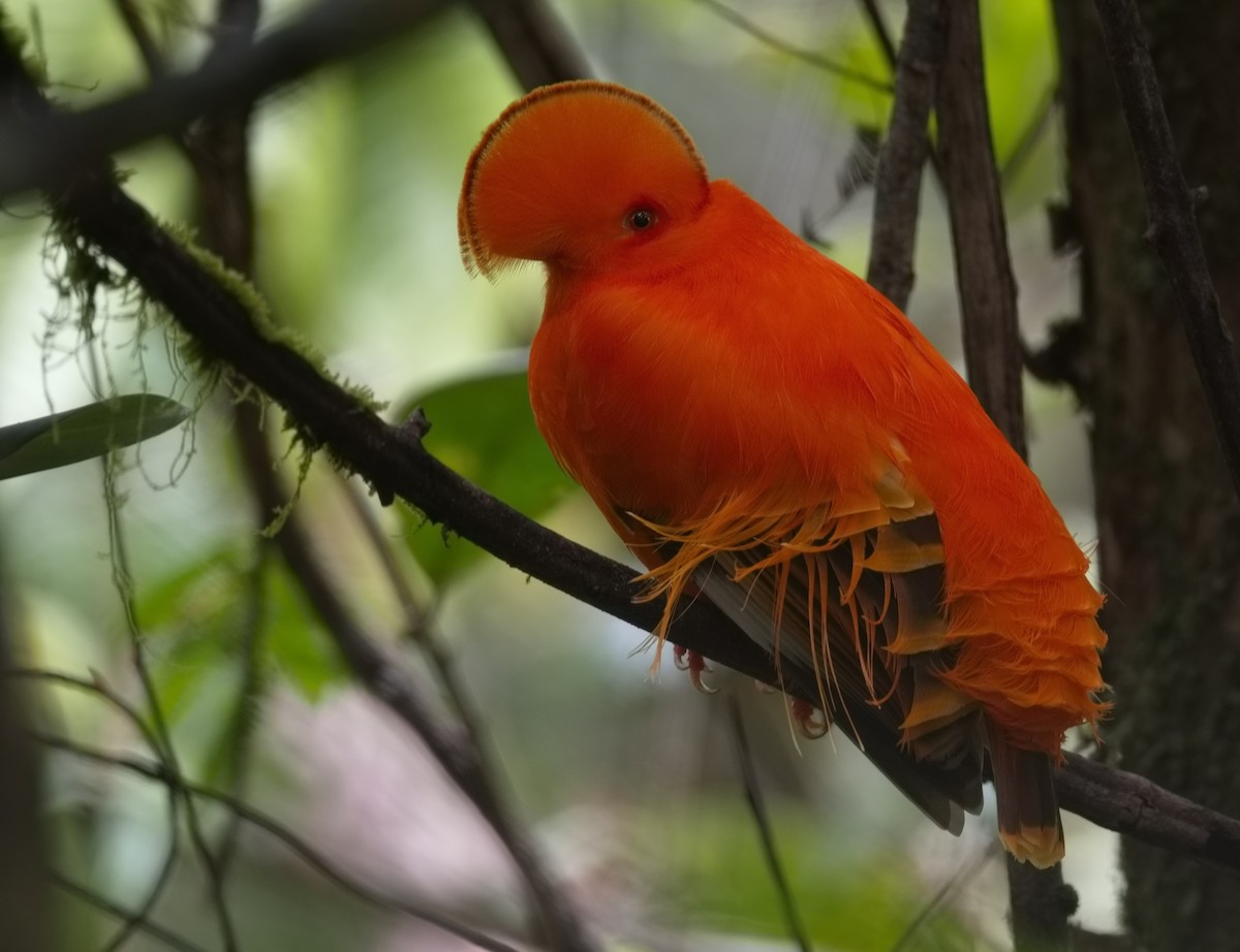 Guianan Cock-of-the-rock - ML627855255