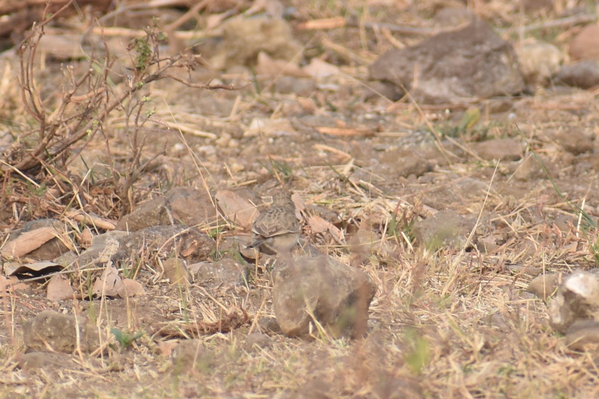 Tawny Pipit - ML627855287