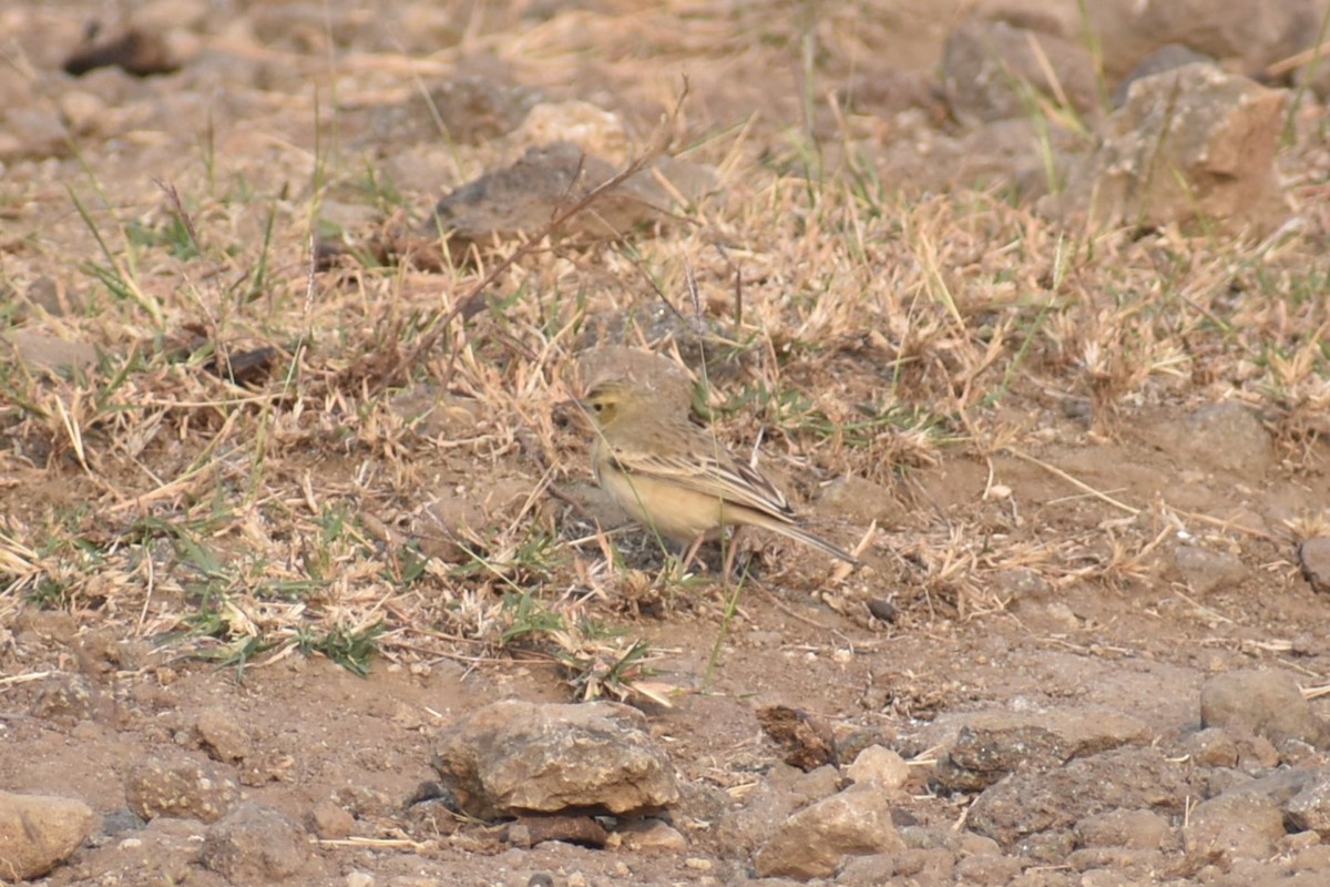 Tawny Pipit - ML627855291