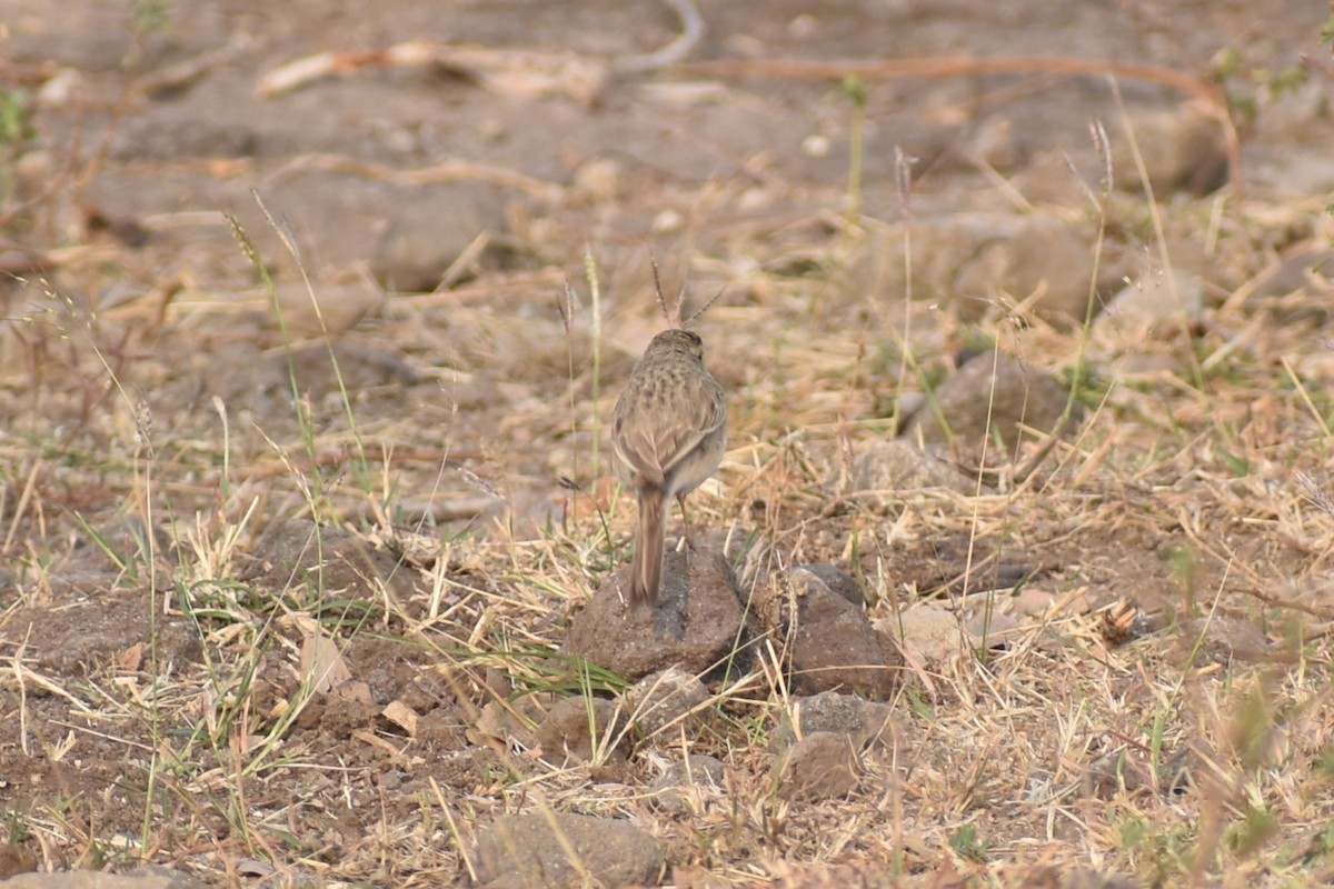 Tawny Pipit - ML627855292