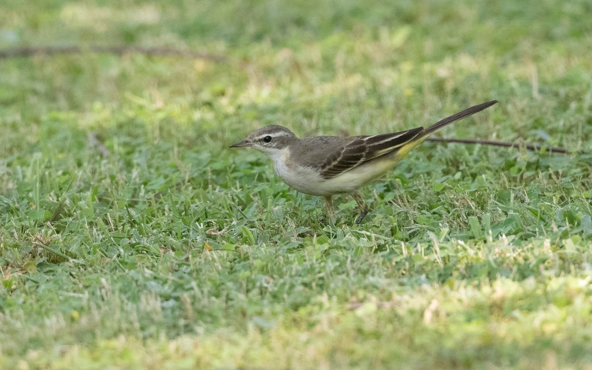 Western Yellow Wagtail - ML627855335