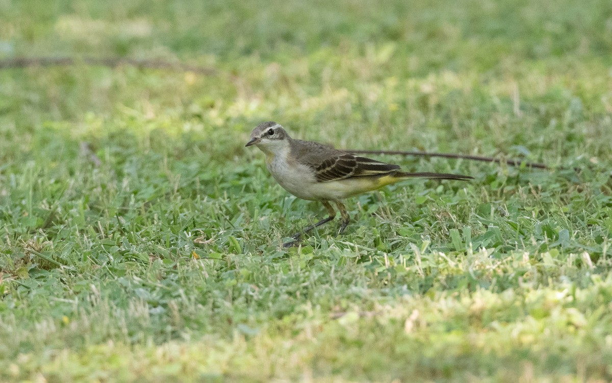 Western Yellow Wagtail - ML627855336