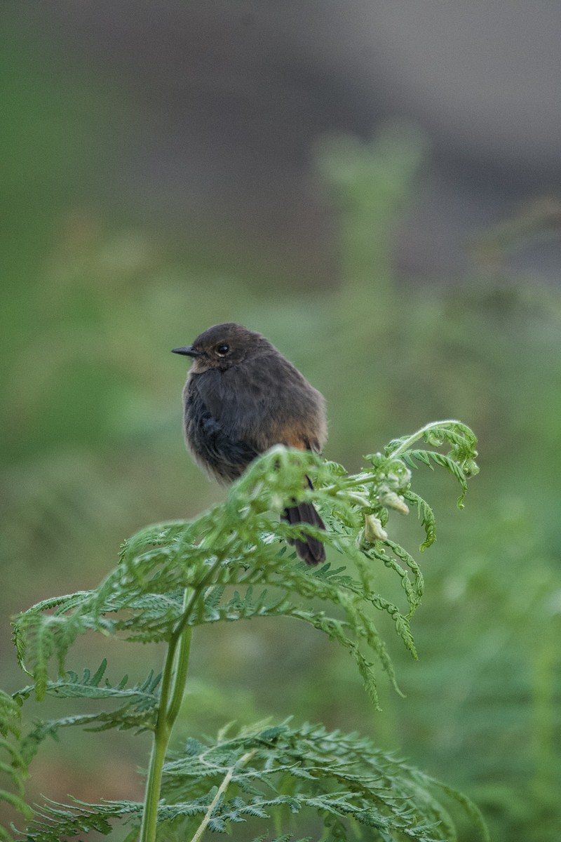 Pied Bushchat - ML627855387
