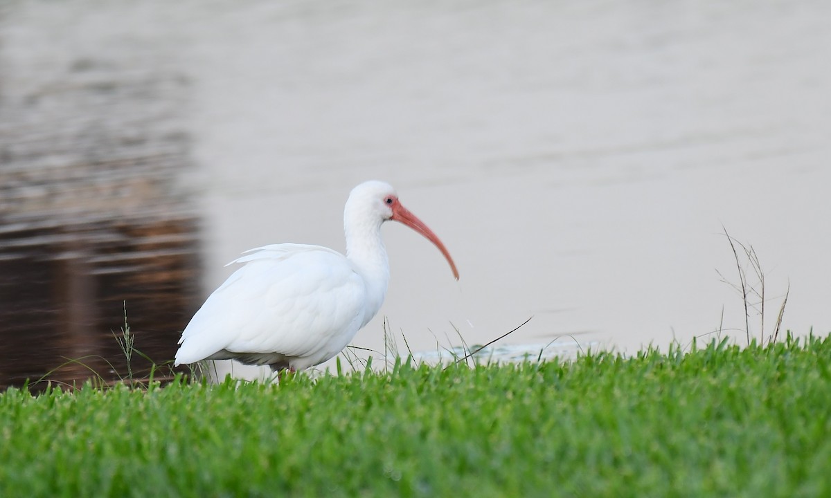 White Ibis - ML627855393