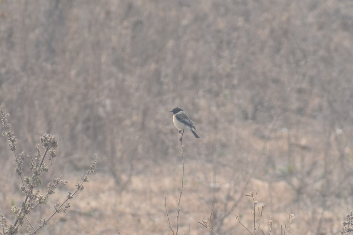 Siberian Stonechat - ML627855400