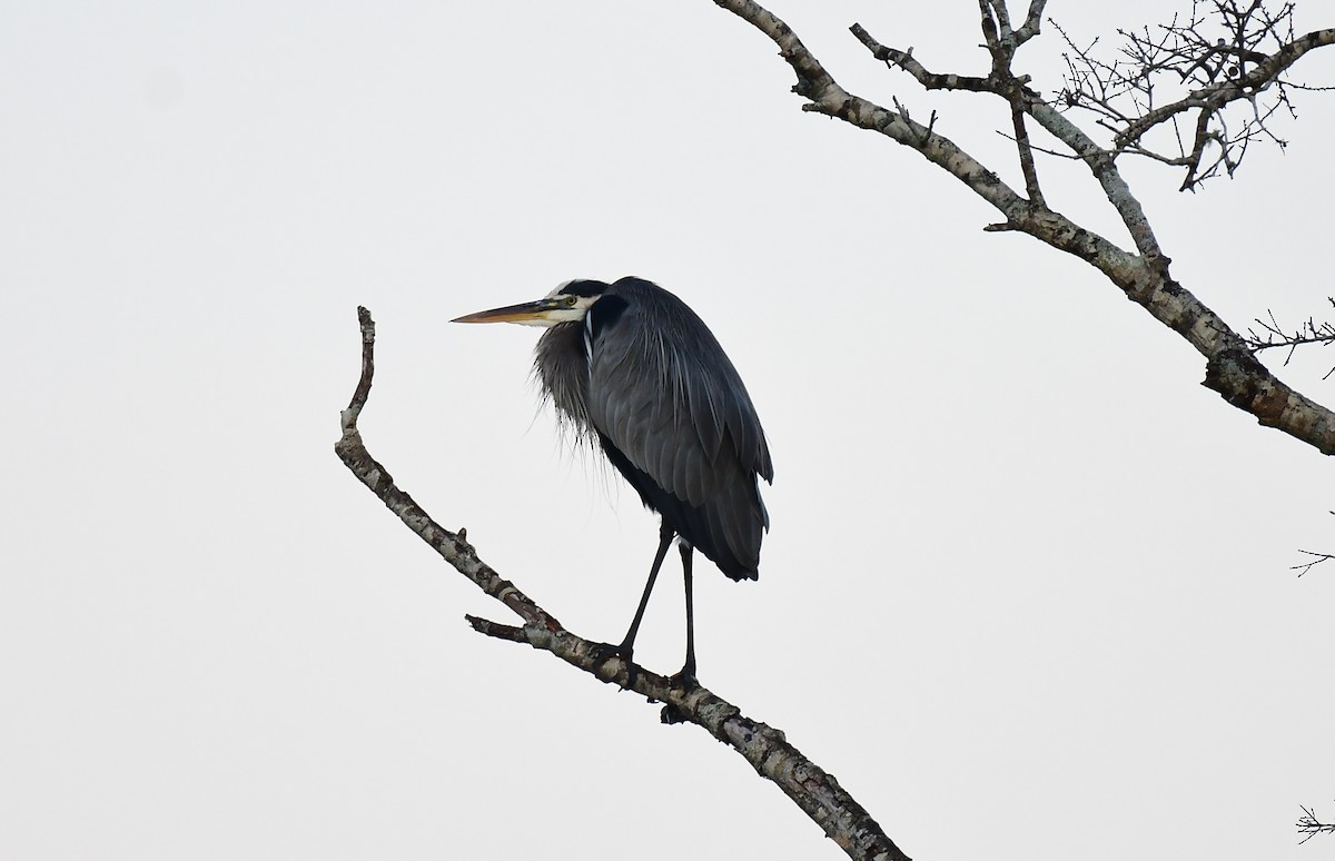 Great Blue Heron - ML627855401