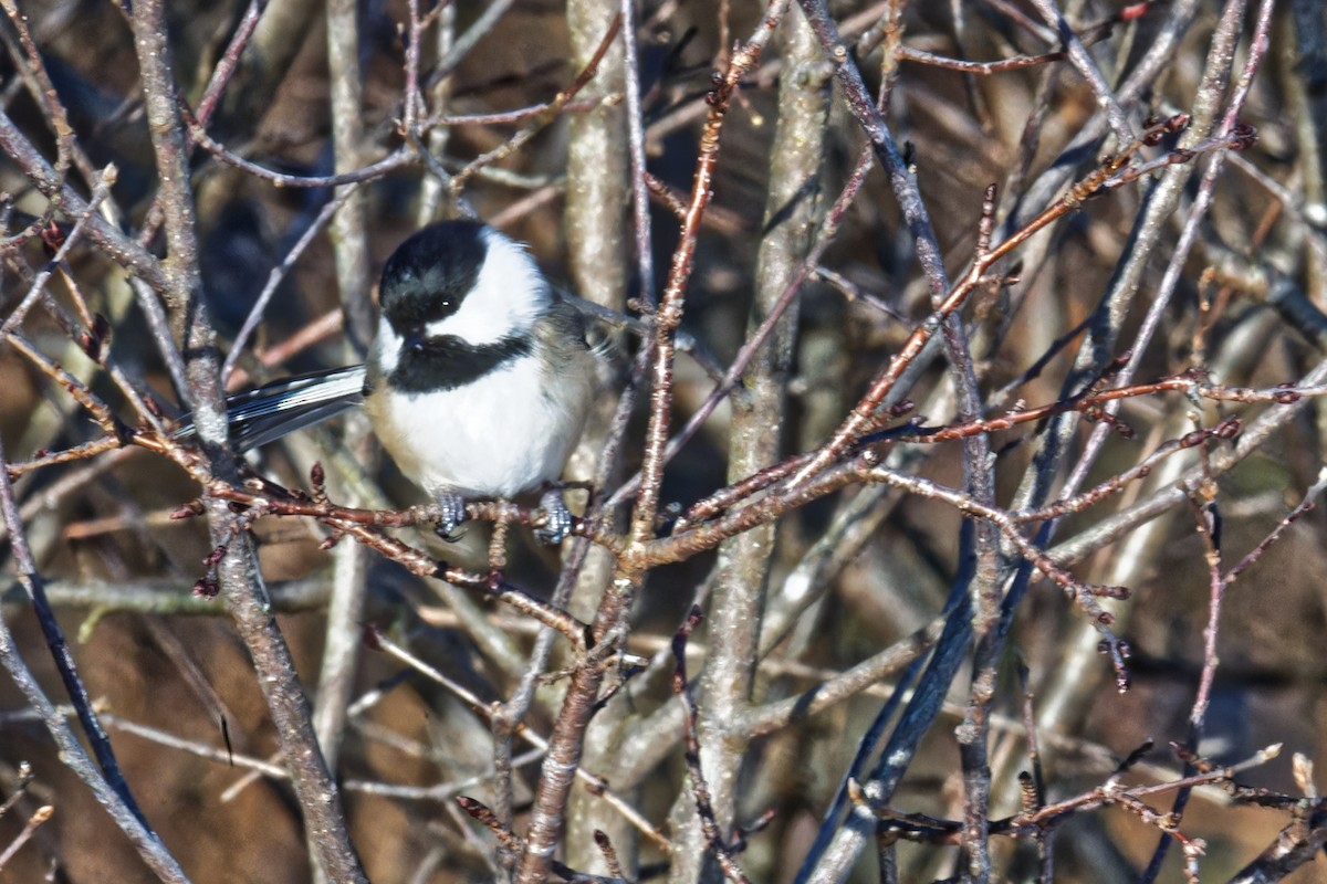 Black-capped Chickadee - ML627855421