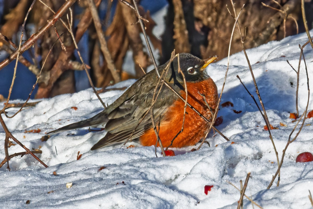 American Robin - ML627855425