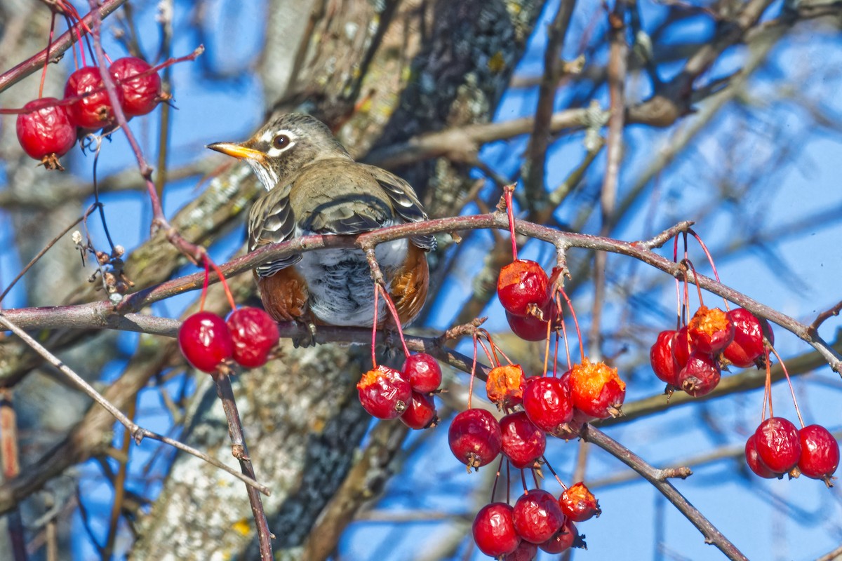 American Robin - ML627855426