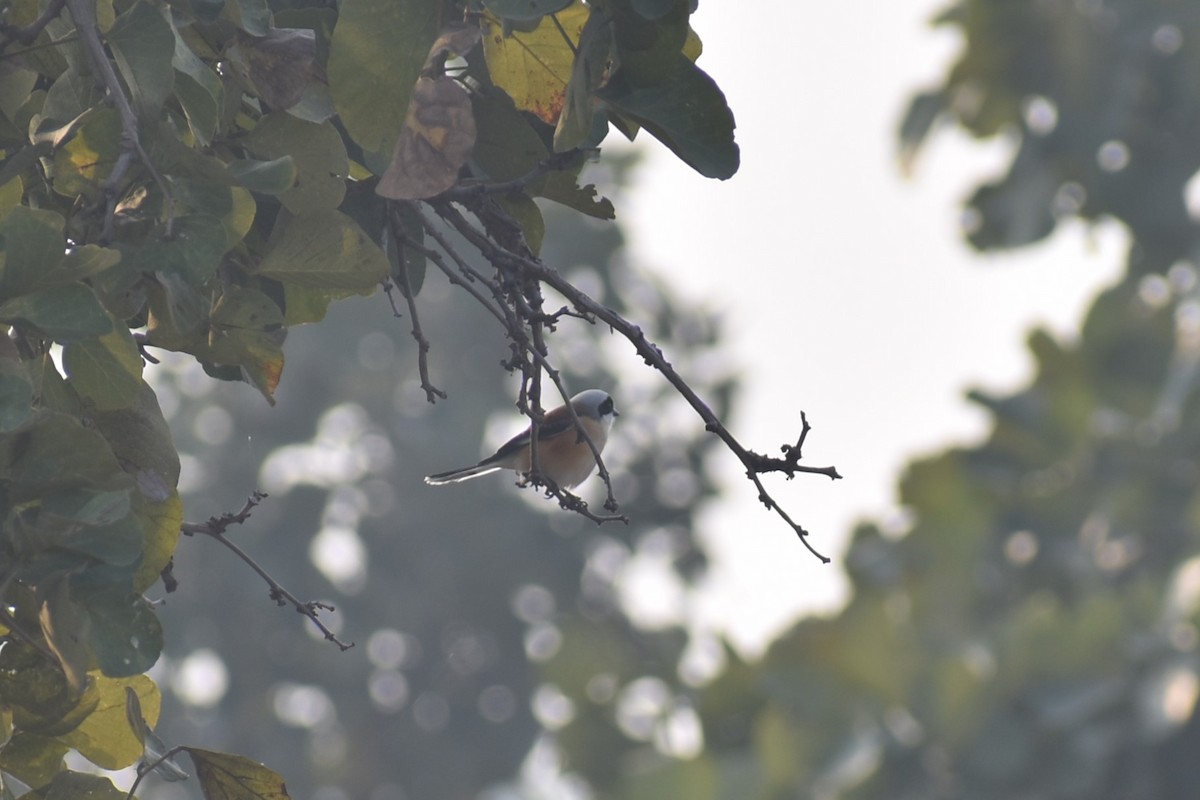 Bay-backed Shrike - ML627855427