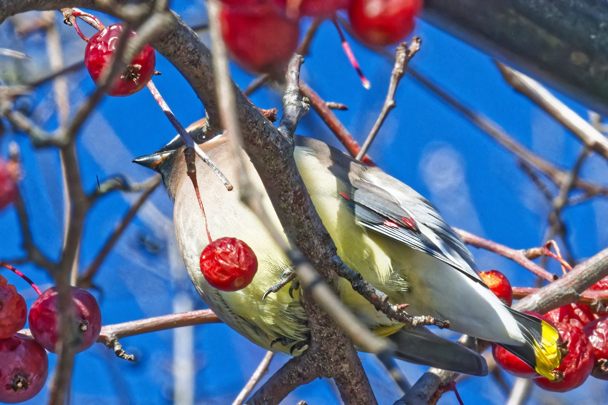 Cedar Waxwing - ML627855428