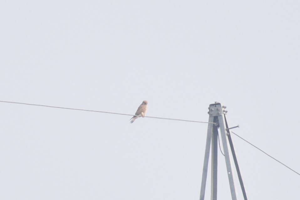 Eurasian Kestrel - ML627855462