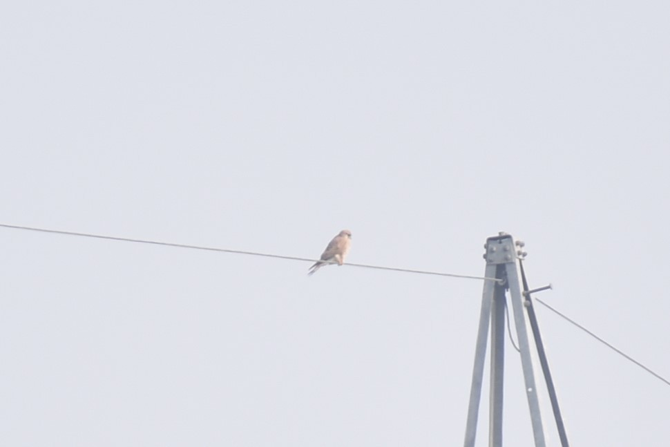 Eurasian Kestrel - ML627855463