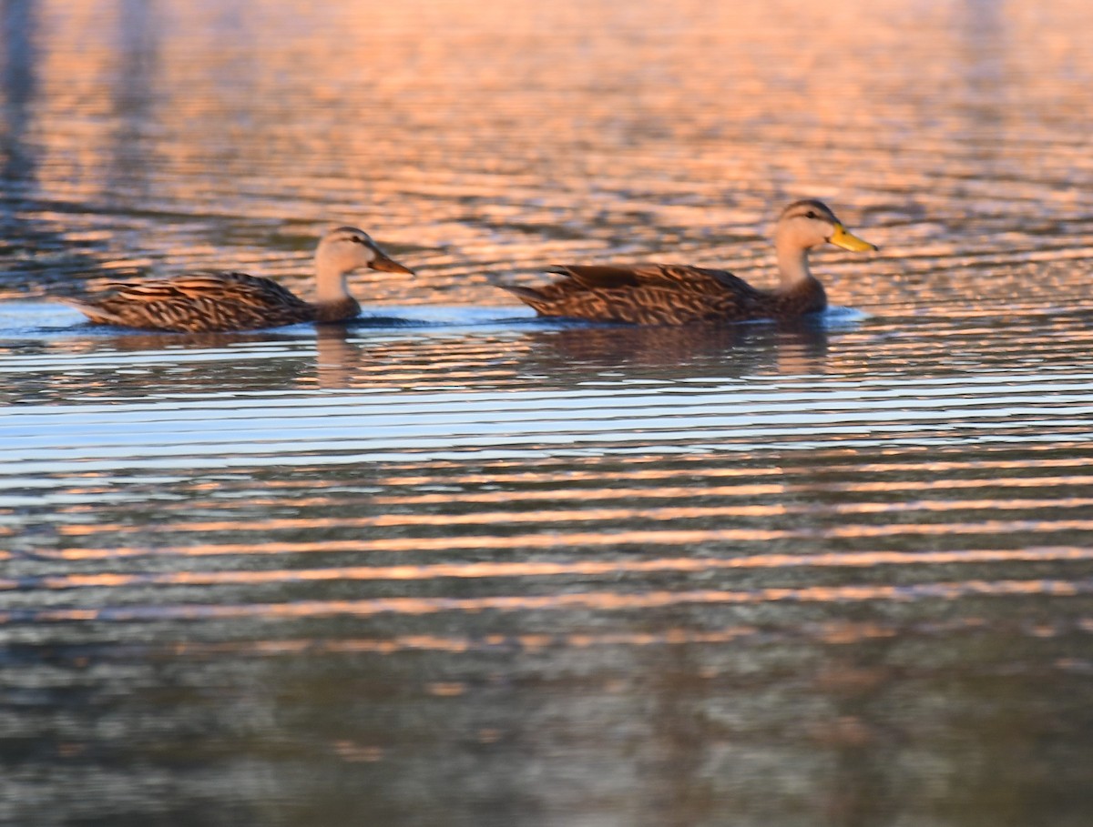 Mottled Duck - ML627855477