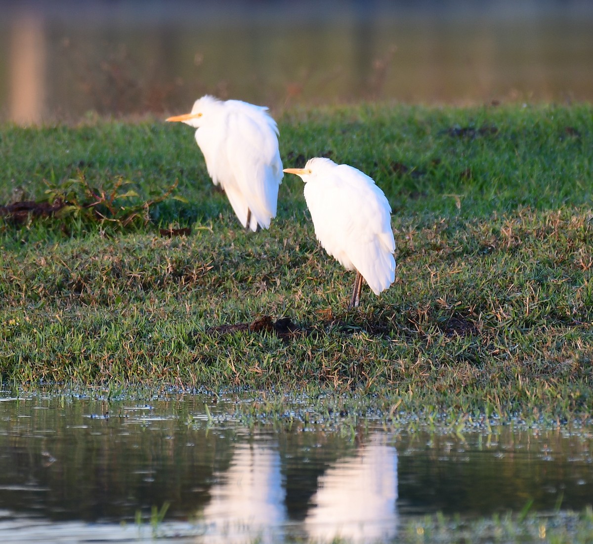 Western Cattle-Egret - ML627855484