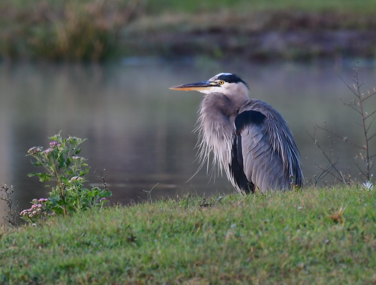 Great Blue Heron - ML627855497