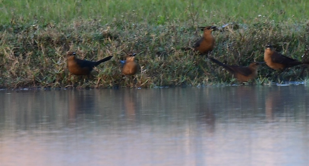 Brown-headed Cowbird - ML627855505