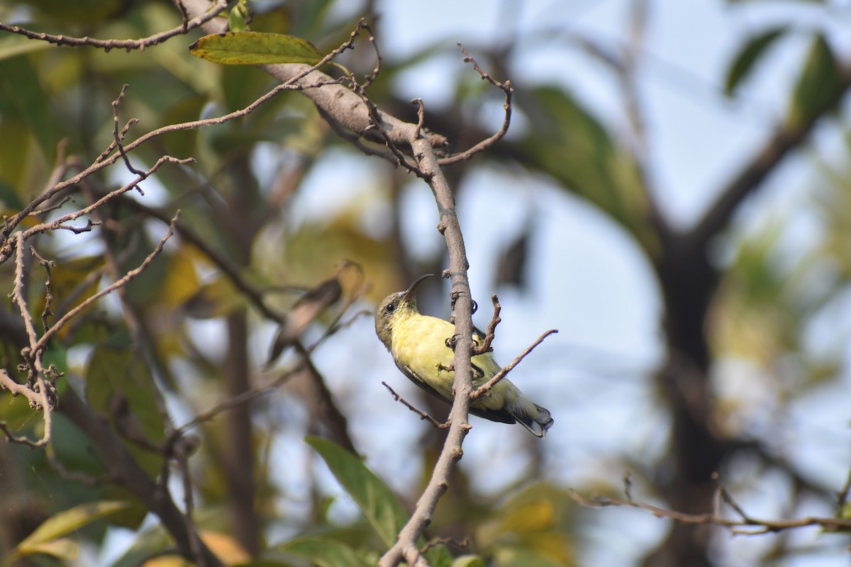 Purple Sunbird - ML627855575