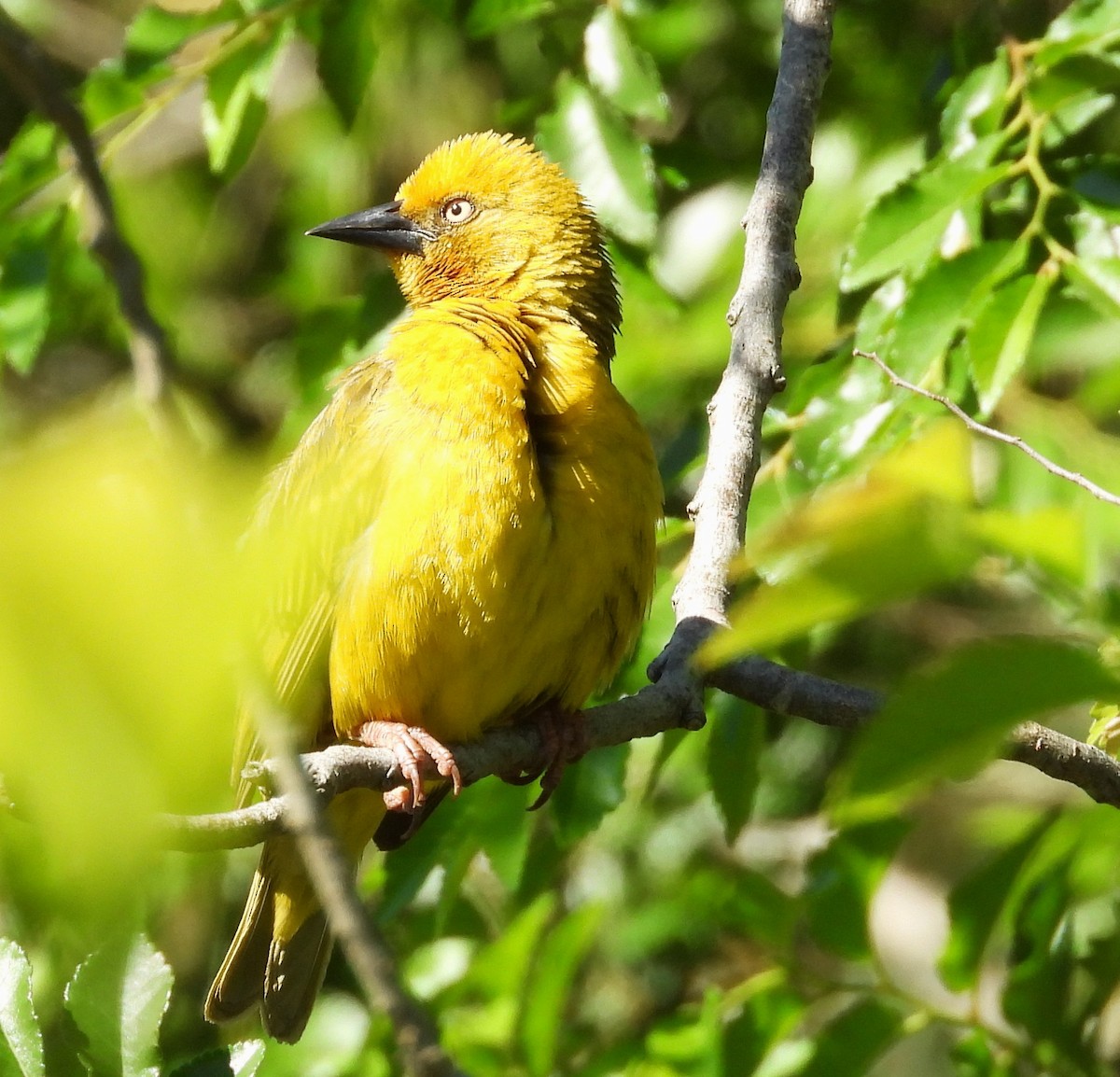 Cape Weaver - ML627855612