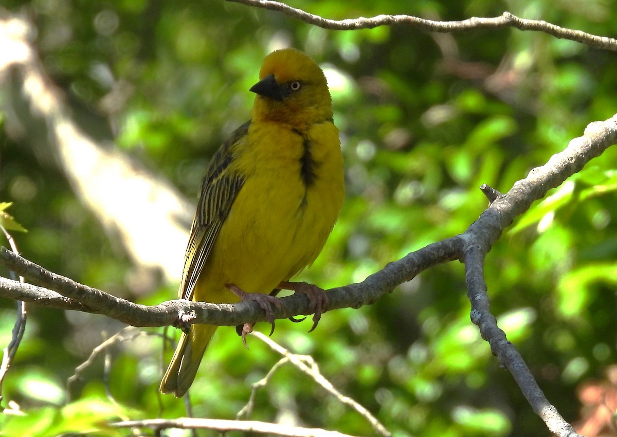 Cape Weaver - ML627855614