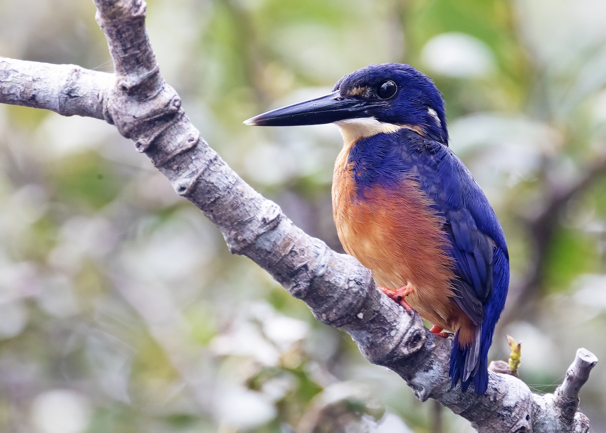 Azure Kingfisher - ML627855636