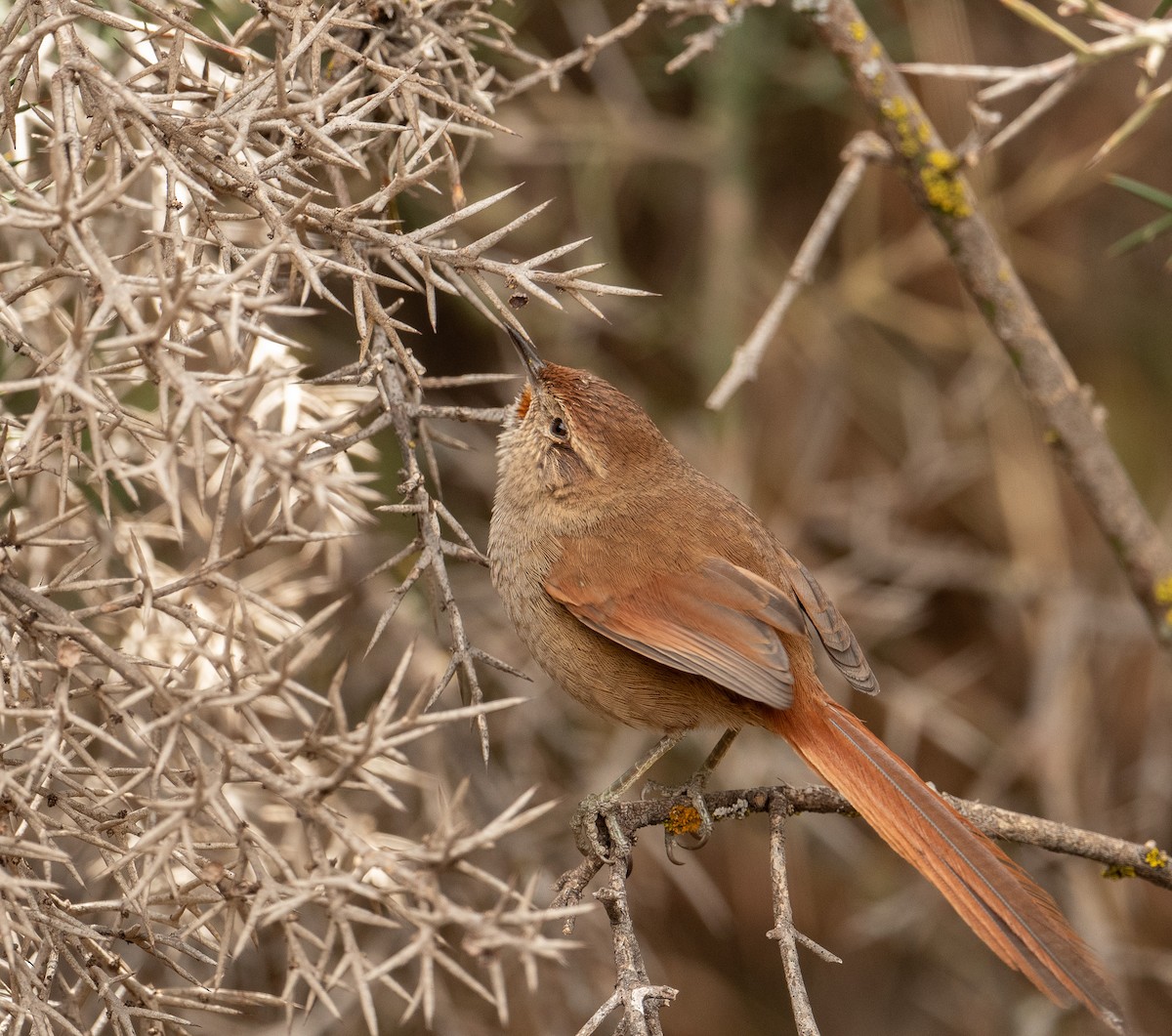 Rusty-fronted Canastero - ML627855744