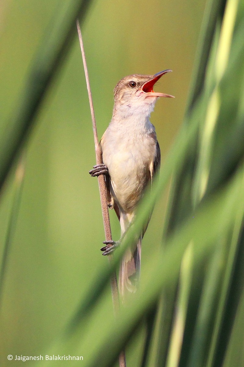 Clamorous Reed Warbler - ML627855783