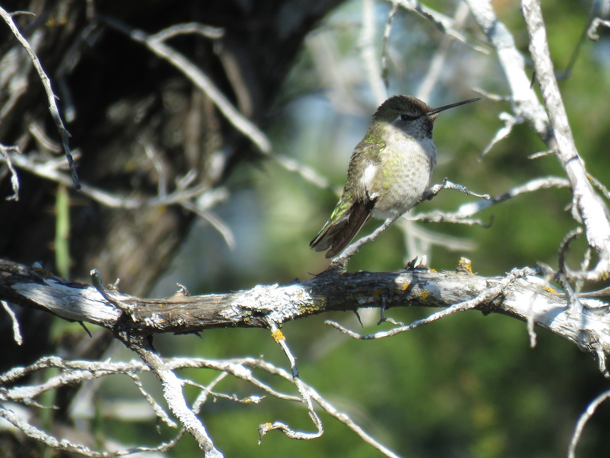 Anna's Hummingbird - ML627855830