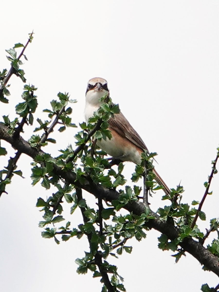 Red-tailed Shrike - ML627855831