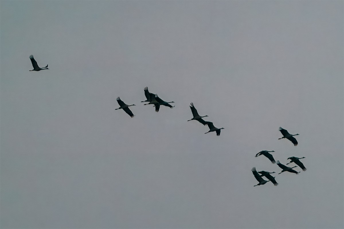 Хархираа тогоруу - ML627855862