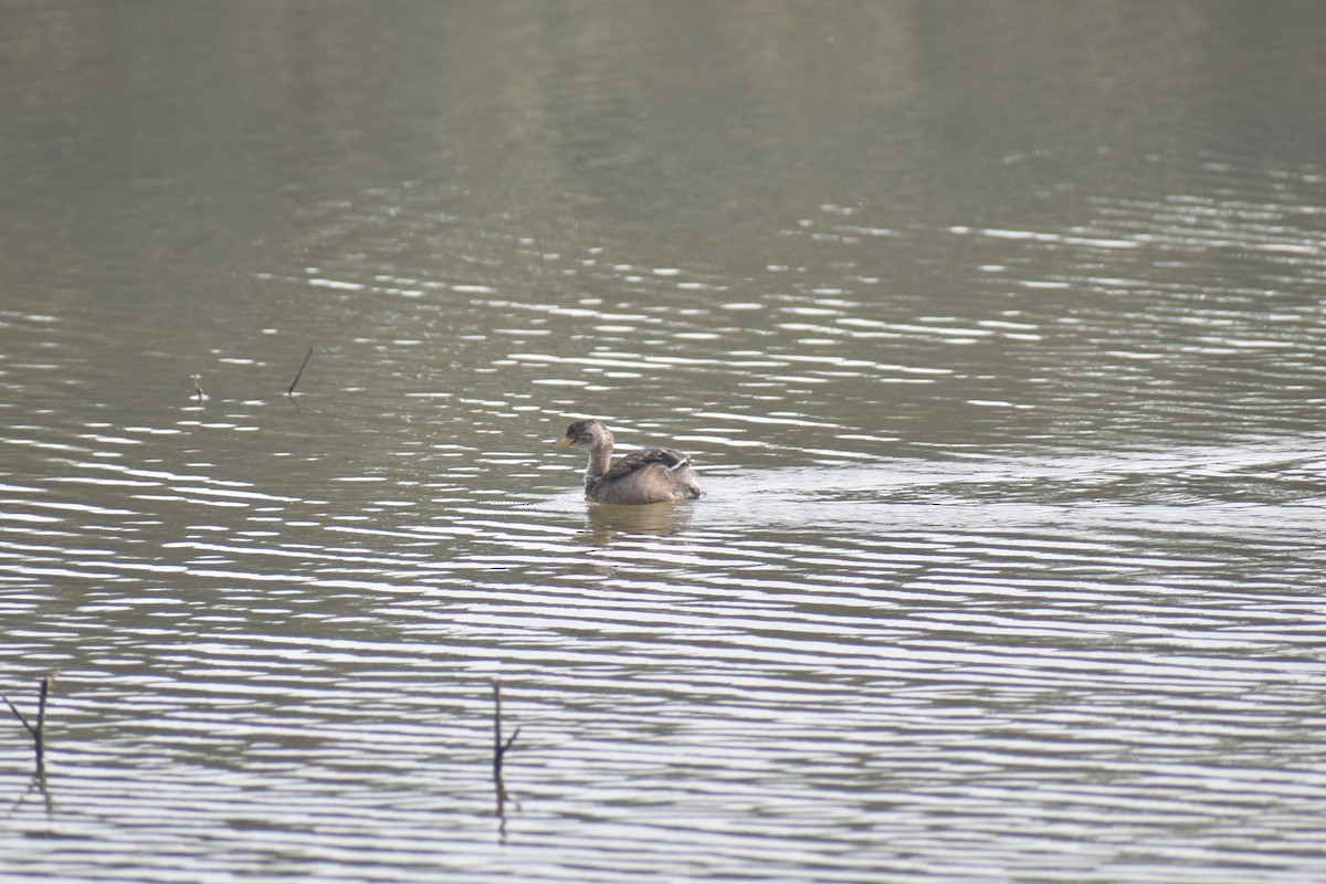 Little Grebe - ML627855997