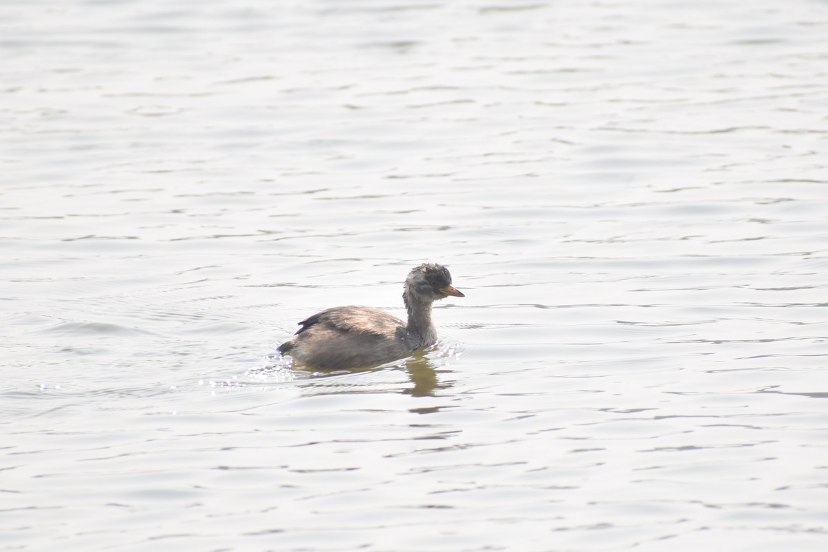 Little Grebe - ML627855998