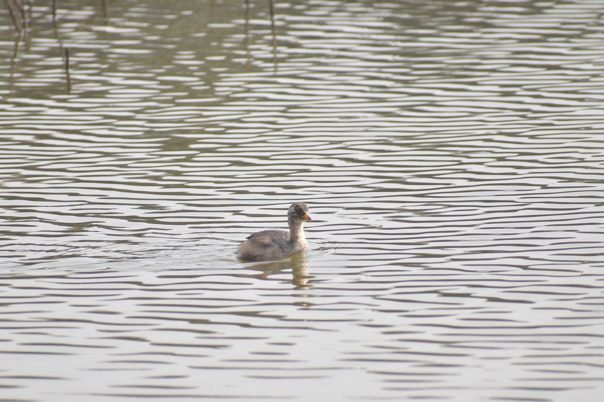 Little Grebe - ML627855999