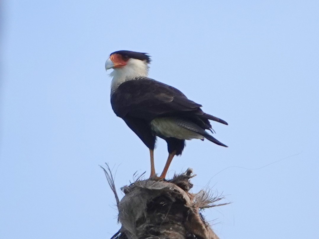 Crested Caracara (Northern) - ML627856020