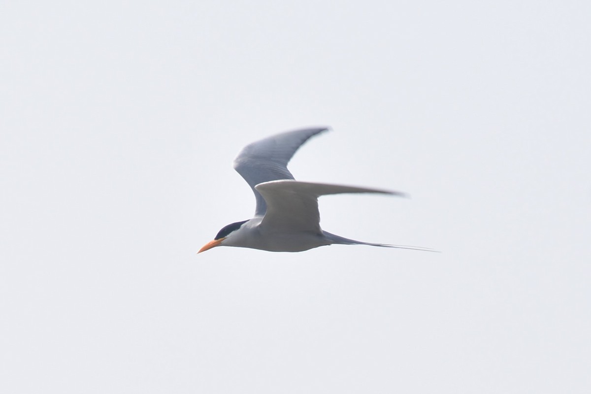 River Tern - ML627856035