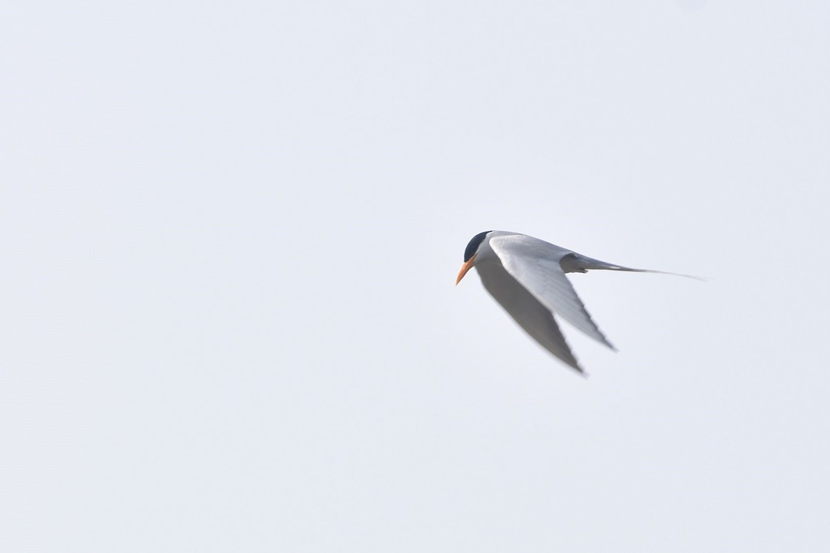 River Tern - ML627856036